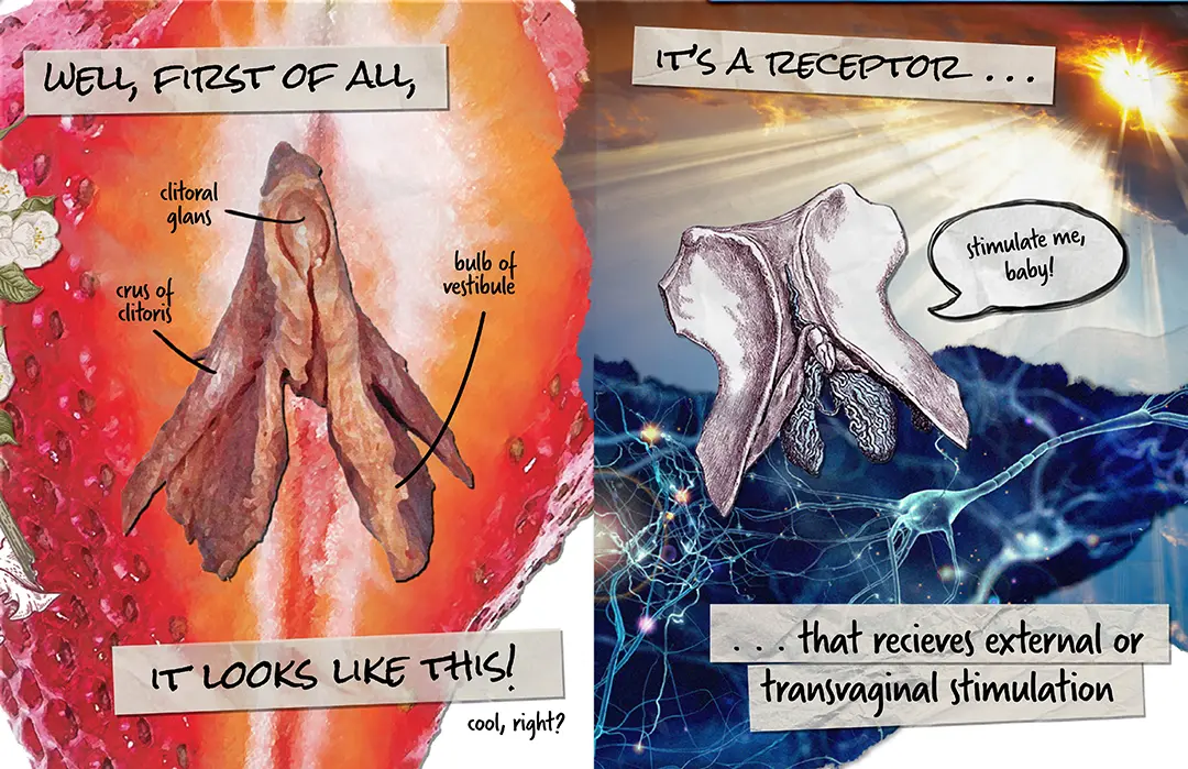 Zine spread with text in a marker font on tape. On one side there's a labeled image of a clitoris from a cadaver 
                    over a large image of a cut open strawberry. On the other side, the background is overlayed images of sun rays coming 
                    through clouds and neurons connecting, and the foreground is a scientific drawing of the clitoris and pubic bone.